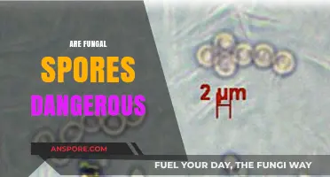 Are Fungal Spores Dangerous? Unveiling Health Risks and Safety Tips