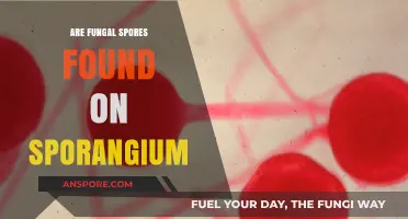 Exploring Fungal Spores: Are They Found on Sporangium Structures?