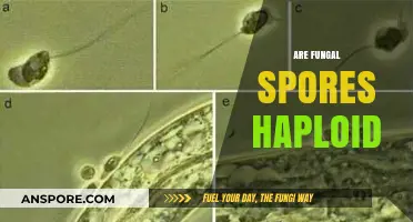 Are Fungal Spores Haploid? Unraveling the Genetics of Fungi