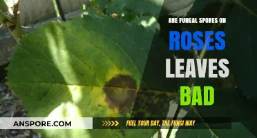 Are Fungal Spores on Rose Leaves Harmful? A Gardener's Guide
