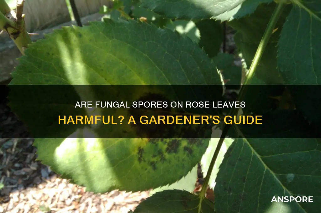 are fungal spores on roses leaves bad
