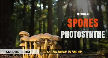 Do Fungal Spores Perform Photosynthesis? Unveiling the Truth