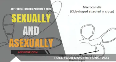 Fungal Spores: Exploring Sexual and Asexual Reproduction Methods