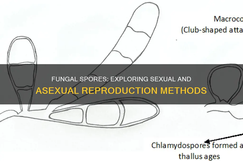 are fungal spores produced both sexually and asexually