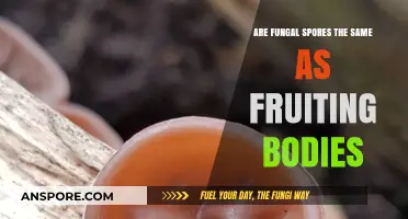 Fungal Spores vs. Fruiting Bodies: Understanding the Key Differences