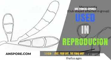 Fungal Spores: Key Players in Reproduction and Survival Strategies