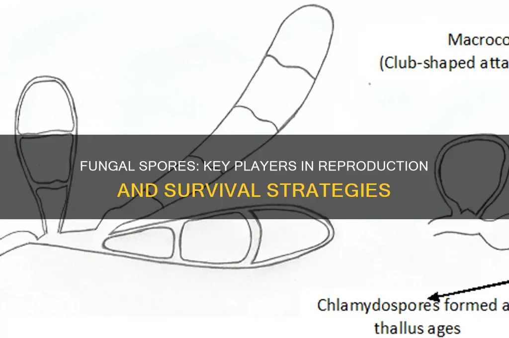are fungal spores used in reproducion