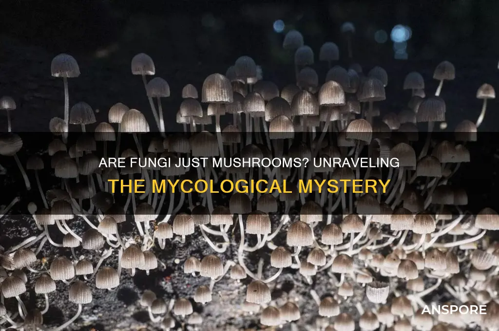 are fungi a form of mushroom