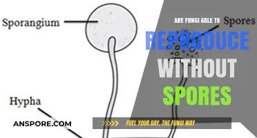 Can Fungi Reproduce Without Spores? Exploring Alternative Reproduction Methods