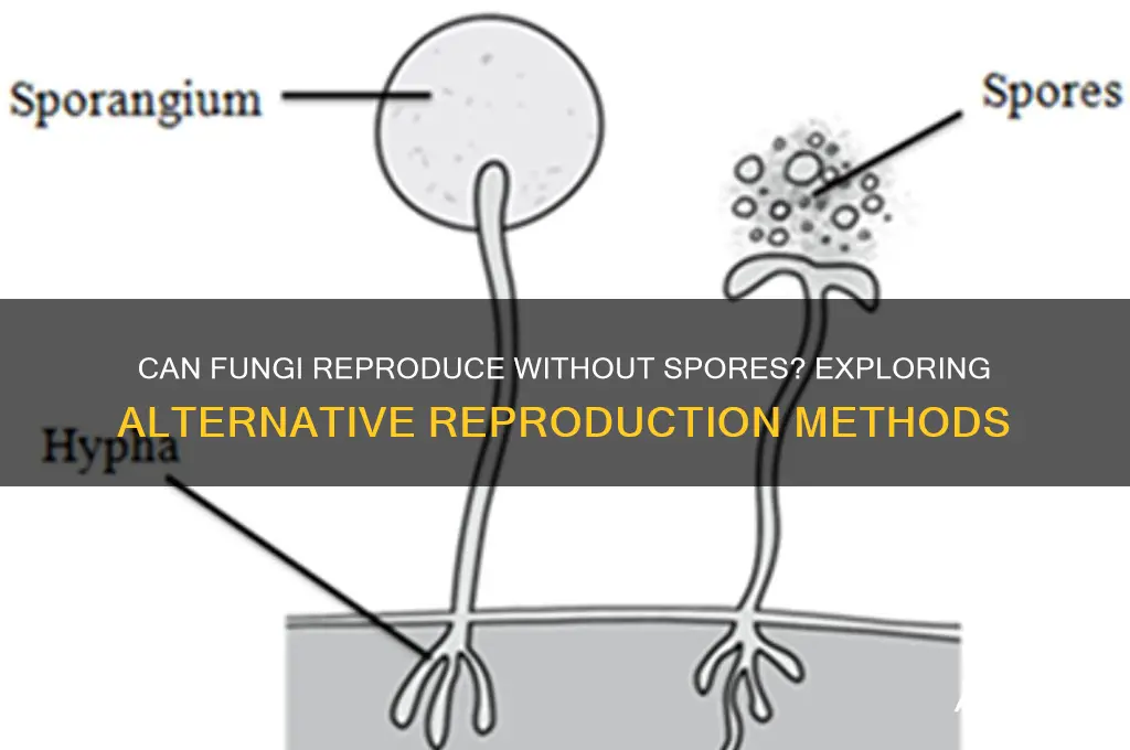 are fungi able to reproduce without spores