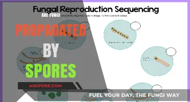 Fungi Propagation: Understanding the Role of Spores in Reproduction