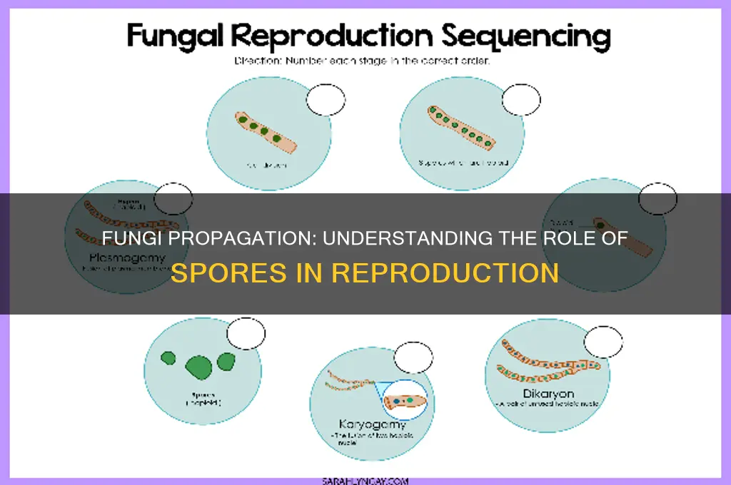 are fungi propagated by spores