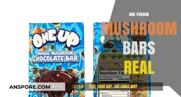 Mushroom Fusion Bars: Fact or Fiction?
