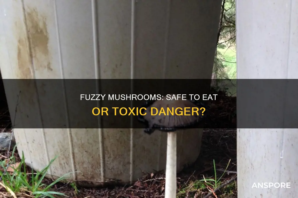 are fuzzy mushrooms ok to eat