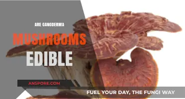 Are Ganoderma Mushrooms Edible? Exploring Their Safety and Culinary Uses