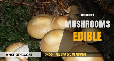Can You Eat Garden Mushrooms? A Guide to Edible Varieties
