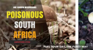 Identifying Poisonous Garden Mushrooms in South Africa: A Safety Guide