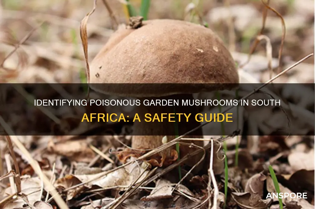 are garden mushrooms poisonous south africa