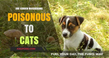Are Garden Mushrooms Poisonous to Cats? Essential Safety Tips