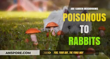 Are Garden Mushrooms Safe for Rabbits? A Toxicity Guide