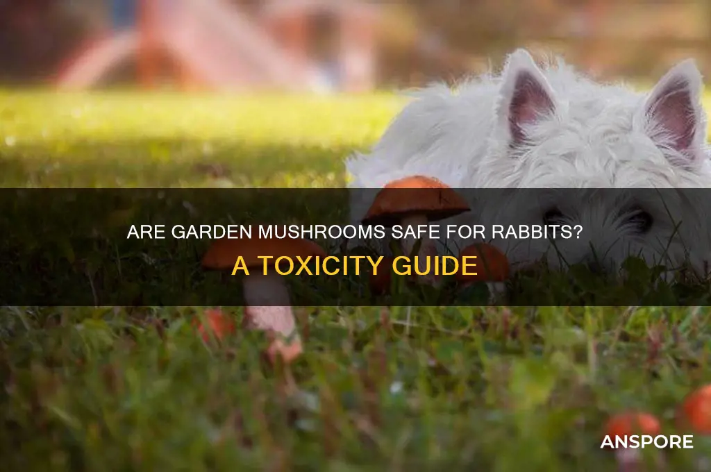 are garden mushrooms poisonous to rabbits