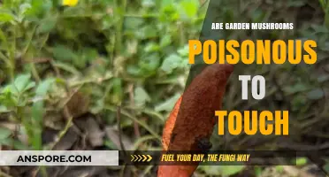 Are Garden Mushrooms Safe to Touch? Debunking Toxicity Myths
