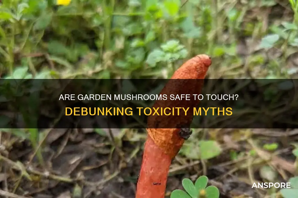 are garden mushrooms poisonous to touch
