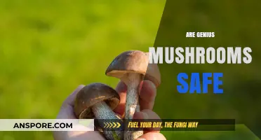 Mushroom Magic: Safe or Risky?