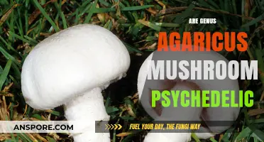 Psychedelic Genus Agaricus Mushrooms: What You Need to Know