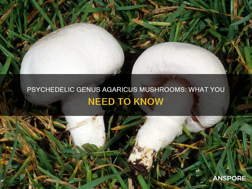 are genus agaricus mushrooms psychedelic