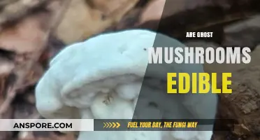 Are Ghost Mushrooms Edible? Unveiling the Truth About Omphalotus Olearius