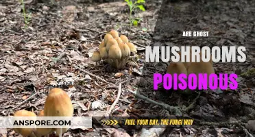 Are Ghost Mushrooms Poisonous? Unveiling the Truth Behind These Glowing Fungi