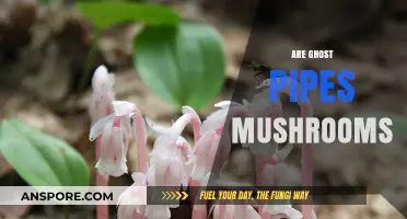 Ghost Pipes: Mushroom or Not?