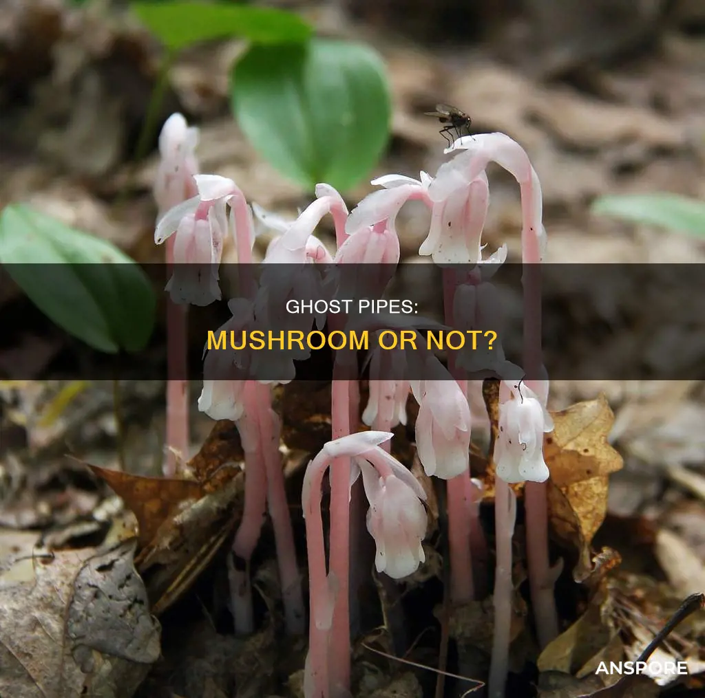 are ghost pipes mushrooms