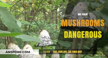 Giant Mushrooms: Are They a Threat?