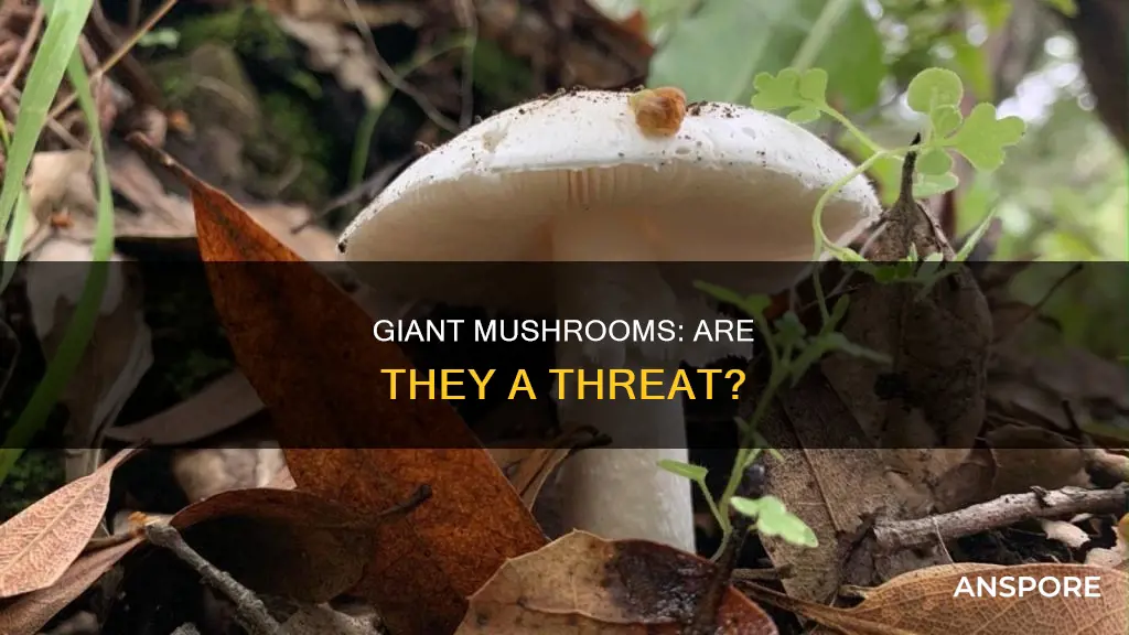 are giant mushrooms dangerous