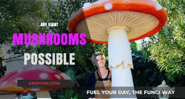 Can Mushrooms Grow Gigantic?
