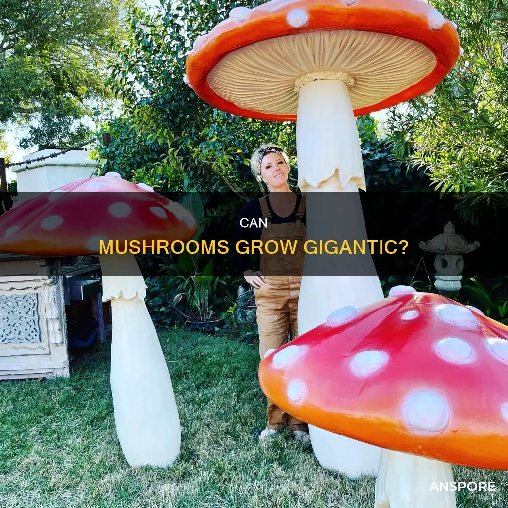 are giant mushrooms possible