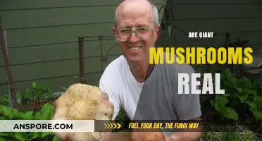 The Mystery of Giant Mushrooms: Myth or Reality?