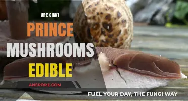 Are Giant Prince Mushrooms Edible? A Comprehensive Guide to Safety