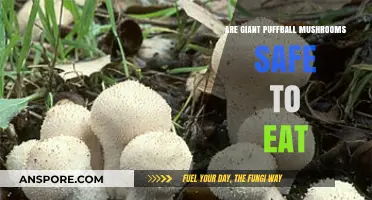 Are Giant Puffball Mushrooms Edible? A Safe Foraging Guide