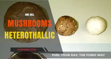 Gill Mushrooms: Heterothallic or Not?