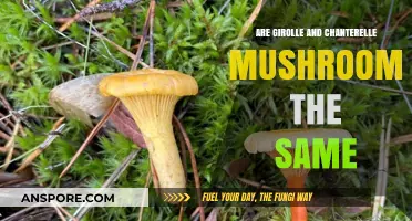 Girolle vs. Chanterelle: Unraveling the Mushroom Mix-Up