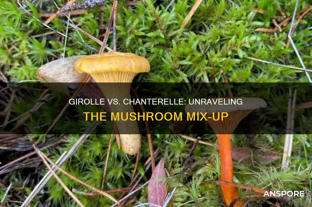 are girolle and chanterelle mushrooms the same