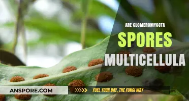 Are Glomeromycota Spores Multicellular? Unraveling the Fungal Mystery