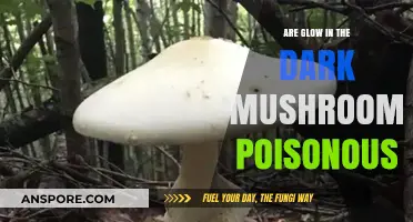 Glow-in-the-Dark Mushrooms: Are They Poisonous or Safe to Touch?