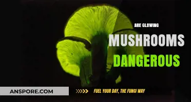 Mushroom Glowing: Is It Safe or Not?