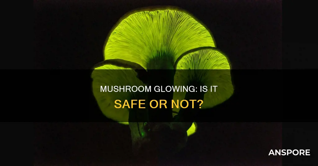 are glowing mushrooms dangerous