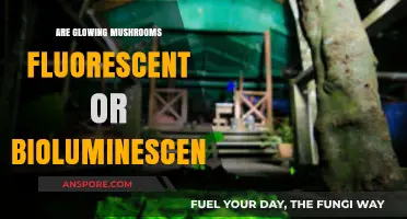 Glowing Mushrooms: Unveiling Fluorescent vs. Bioluminescent Mysteries