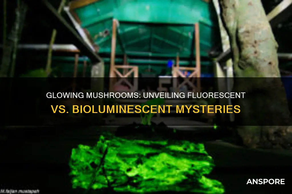 are glowing mushrooms fluorescent or bioluminescent